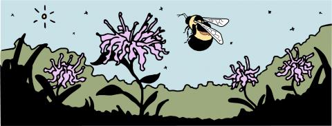Evanston Host Plant Initiative for Rusty Patch Bumblebee