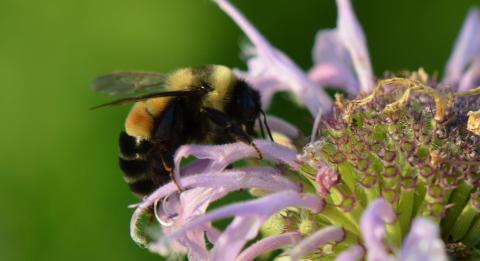 Evanston Host Plant Initiative for Rusty Patch Bumblebee